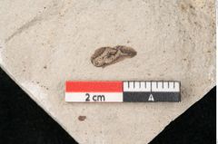 Foto (Detailansicht) von Glyptostrobus europaeus Brongniart (NHMW-GEO-2024-0188-6759)